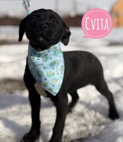 Cvita eine wunderhübsche kleine Hündin