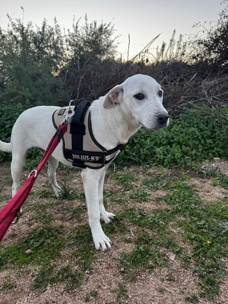 Bice: verschmuster Mini-Labbi-Mädchen