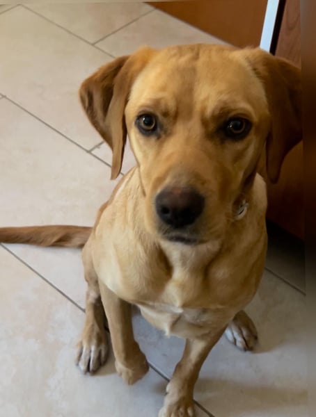 Lucy sucht ihr Zuhause