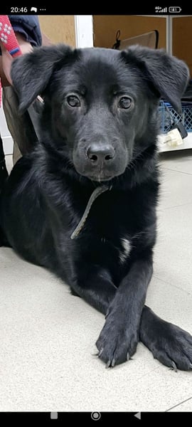 Wunderschöne Mischling Arisha 7 Monate jung sucht ein Zuhause.