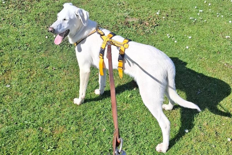 Cosmo: unkomplizierter Charmeur freut sich auf Besuch