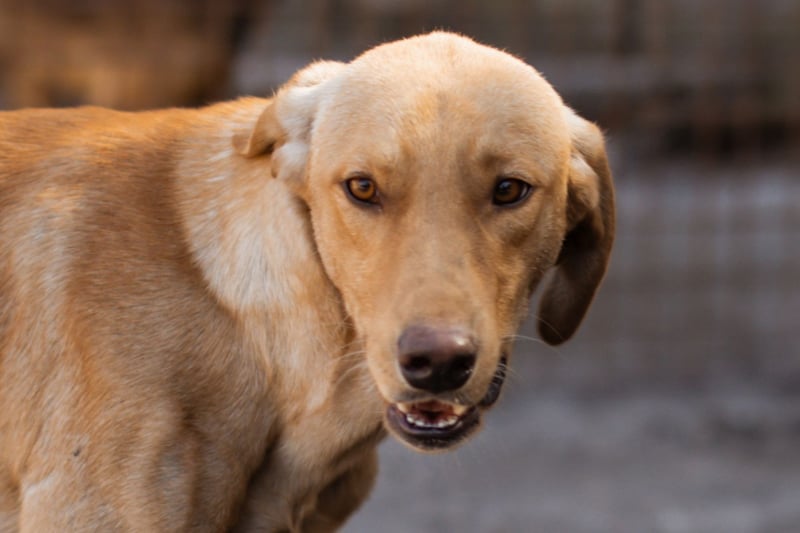 Danny ❤️ aktiver & goldiger Hundebub