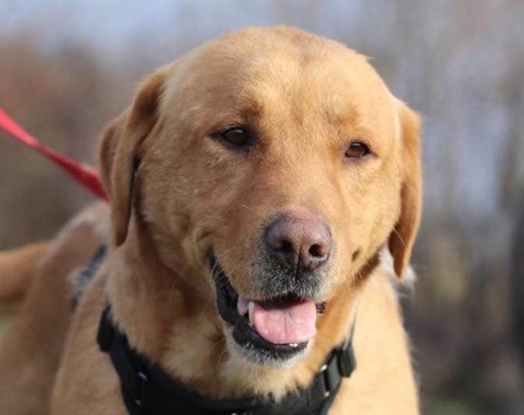 Roki ❤️ lieber, verschmuster Familienhund