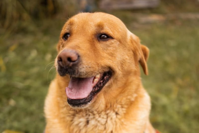 Roki ❤️ lieber, verschmuster Familienhund