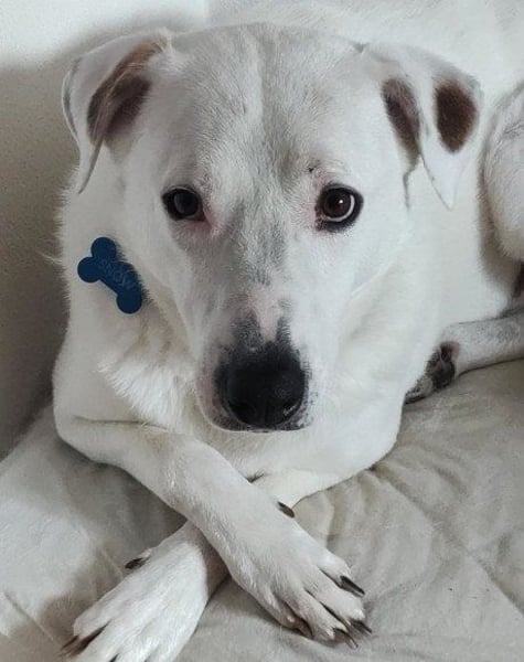 Labi-Boxer-Rüde ♥ SNOW ♥ sanft und lieb und ruhig