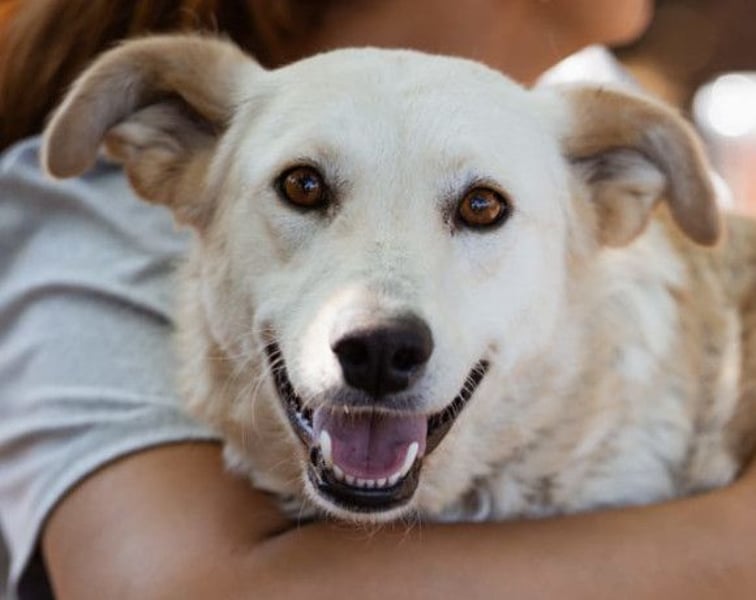 Lola ❤️ intelligente, verschmuste Hündin