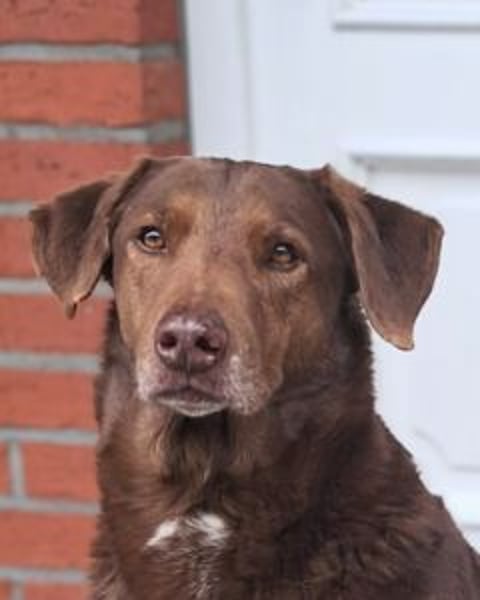 Full - SOS - Dringend neues Zuhause oder Pflegestelle gesucht - Das Leben ist nicht immer fair