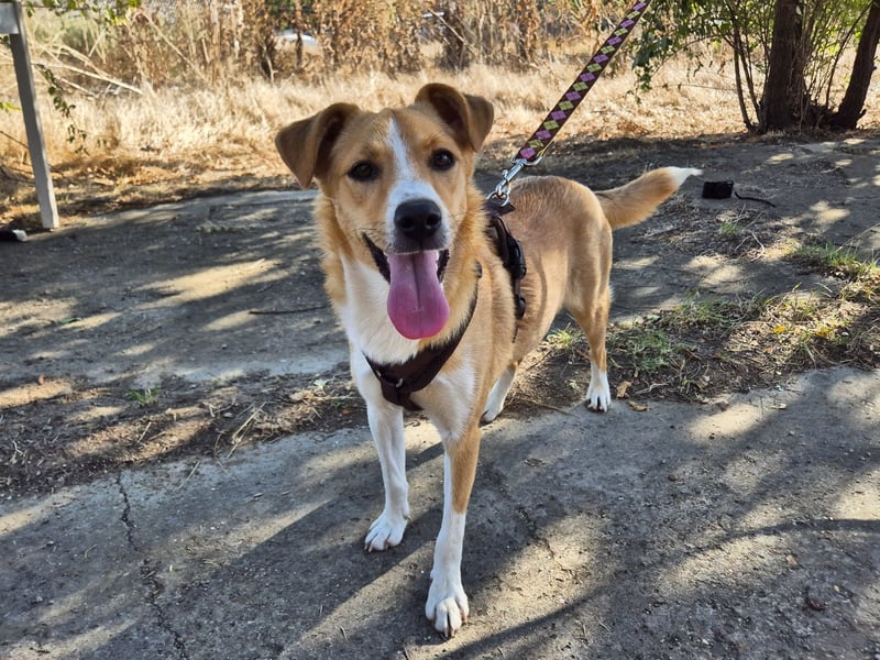 Süße Tilda sucht ihre Menschen