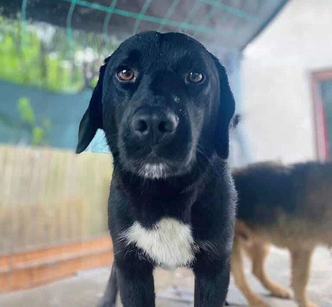 gute Hundeseele BARI-Bär - 5 Jahre, 50cm/25cm - Labrador-Mix