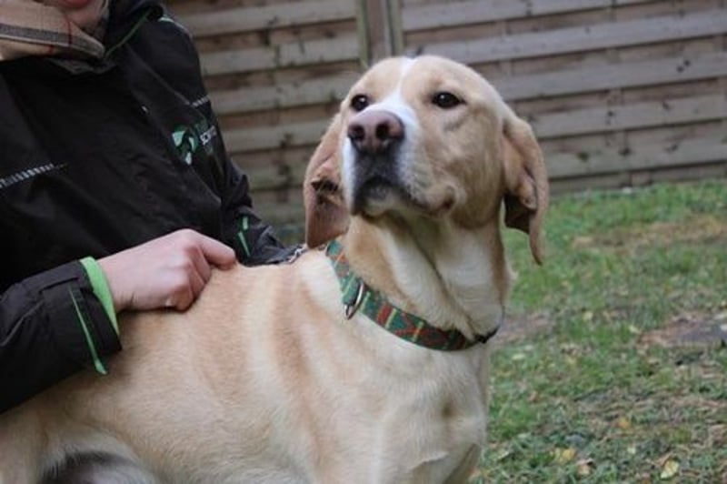 Yoko, Labrador-Beagle-Mix,geb. 2023, freundl. und lernfreudig