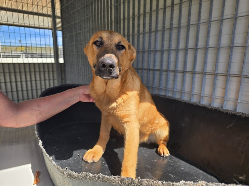 Fritz: kleiner Labbi-Mix wäre gern Familienhund