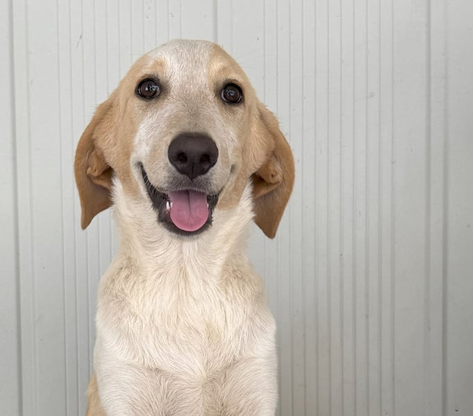 Trilly: ein Schatz für die ganze Familie