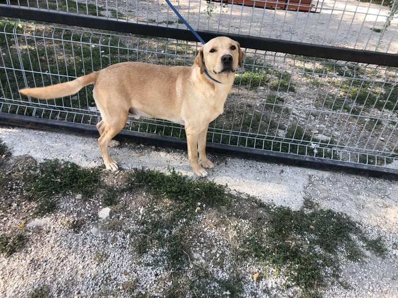 Labrador Rüde geb.2014