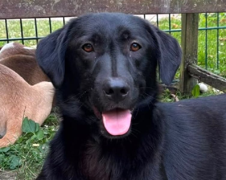 ♥JAMIE♥ neu auf Pflegestelle bei Köln - fröhlicher, aufgeschlossener echter Herzenshund 50cm
