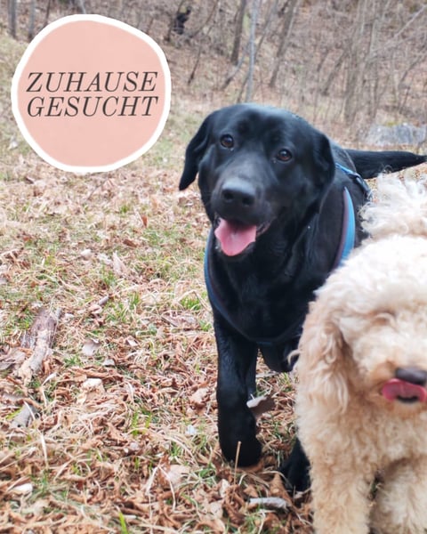 Labrador-Hündin Charlita sucht ihr Glück❤️