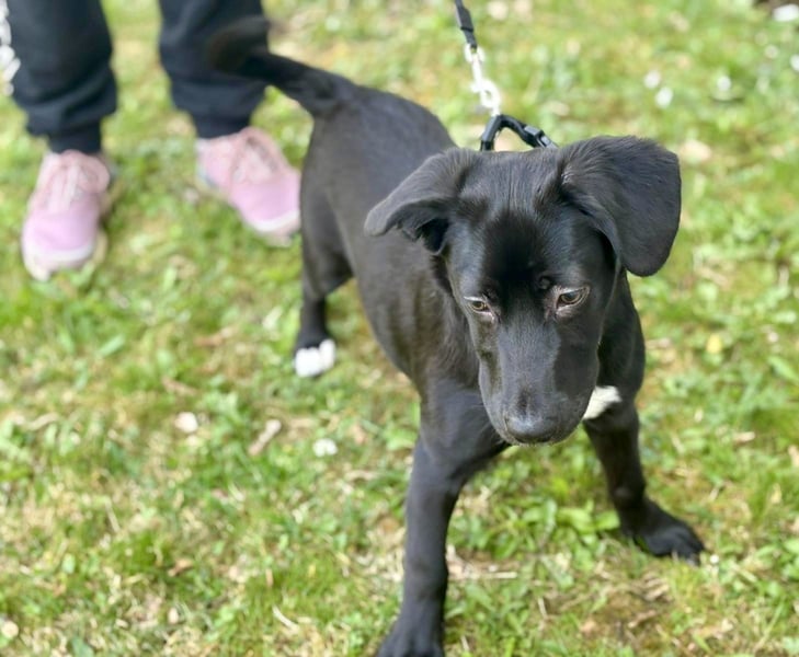 Unkomplizierter Labrador ähnl. Hundejunge, Familienhund, 5Mon., gepflegt