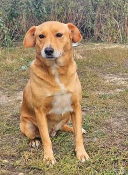 Udo 43 cm geb. 01/2021 wäre ein guter Familienhund