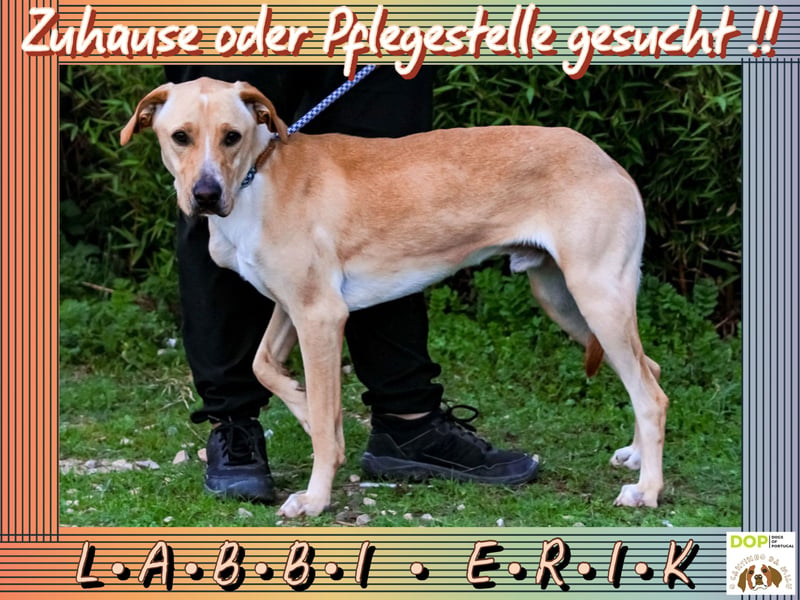 ♦️ ERIK ♦️Zuhause oder Pflegestelle gesucht