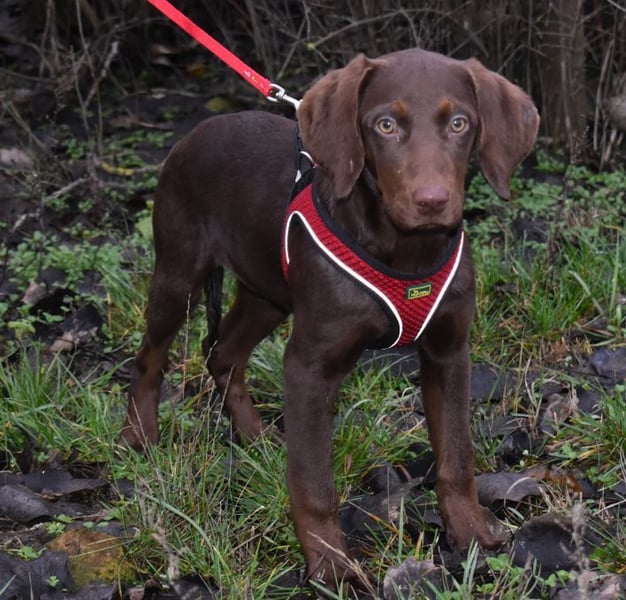 Kelly - fröhliche Junghündin