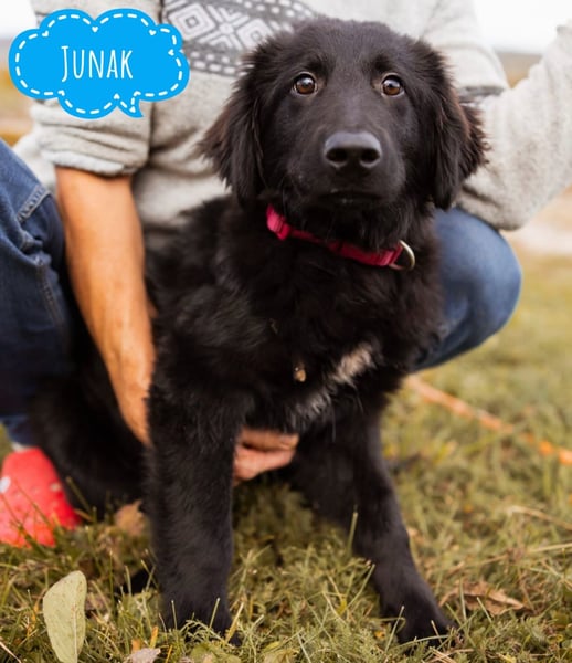 Junak ein sanfter Hundebub