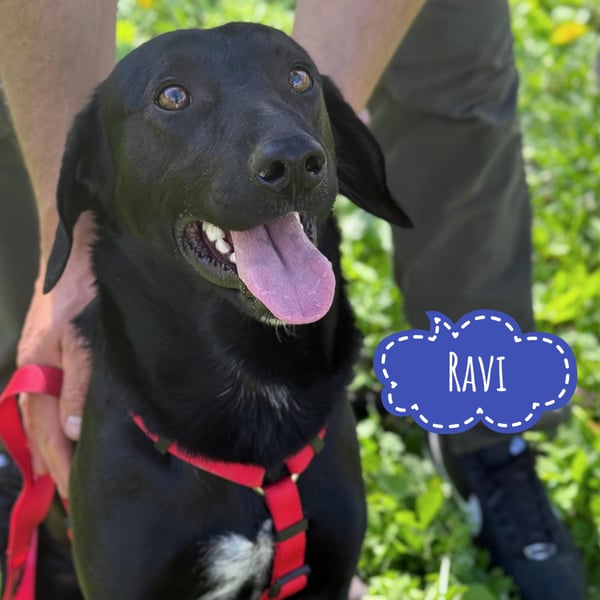 Ravi braucht ein tolles Zuhause