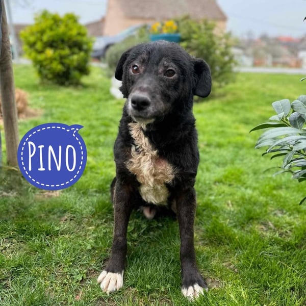 Pino ein Freund fürs Leben