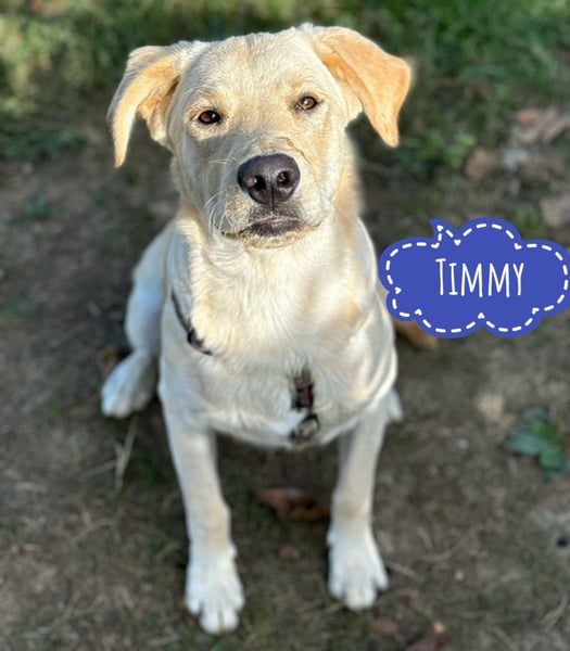 Tommy ein Familienhund