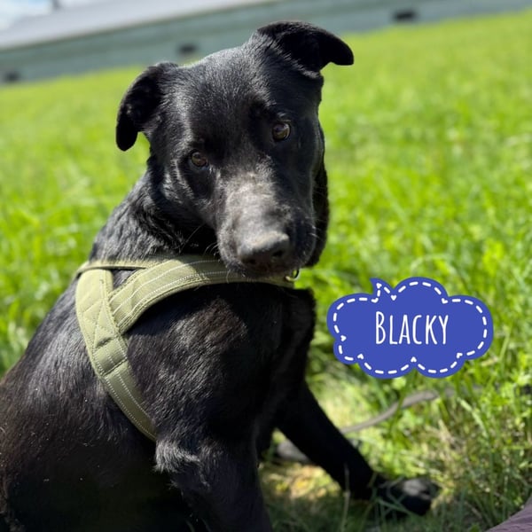 Blacky eine Knutschkugel