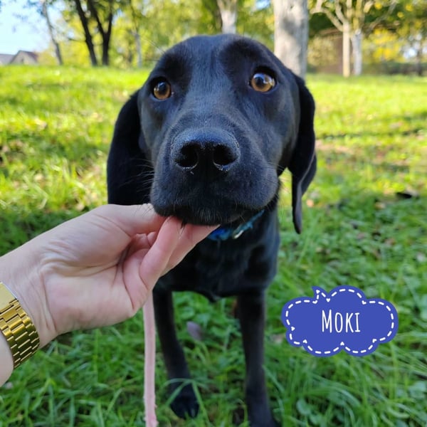 Moki ein schwarzer trauriger Engel