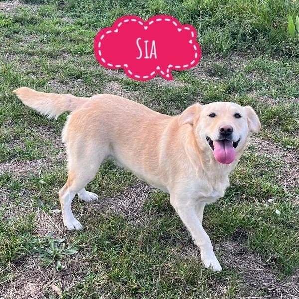 Sia eine wundervolle Familienhündin