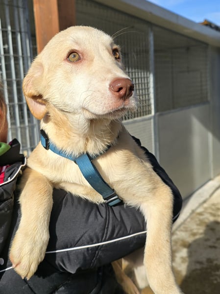 Kenba: Schönheit und Reinrassigkeit nutzen ihr nichts