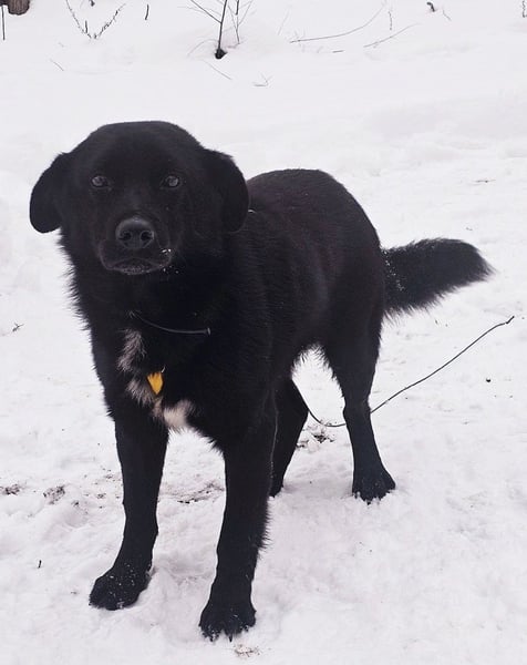 Ebano lebte lange Zeit an der Kette