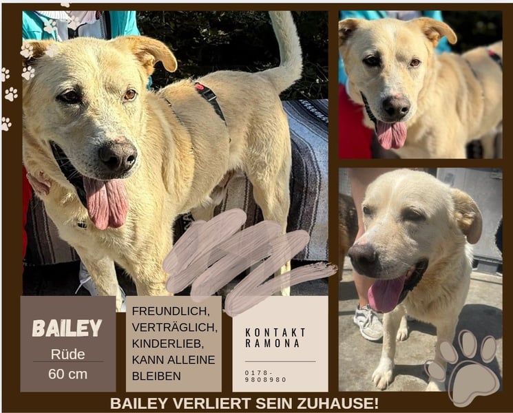 BAILEY aus 45731 Waltrop - lebensfroher Hundejunge sucht endlich sein Glück