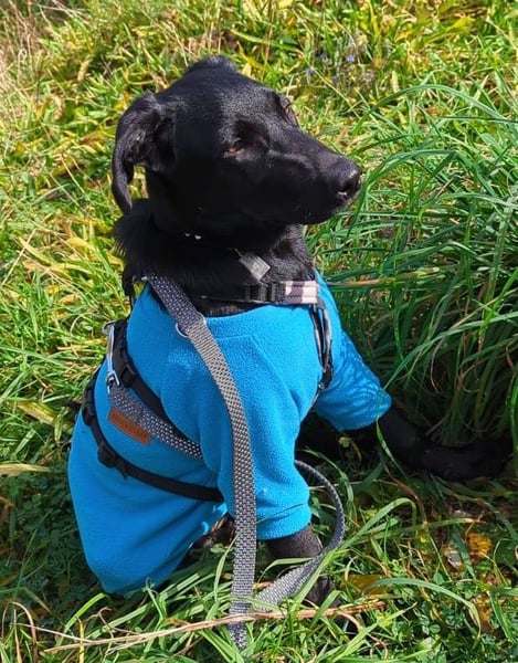 Twinki wartet auf sein Für-Immer-Zuhause