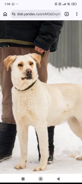 Leona sucht ihr Für -immer -Zuhause ❤️❤️❤️