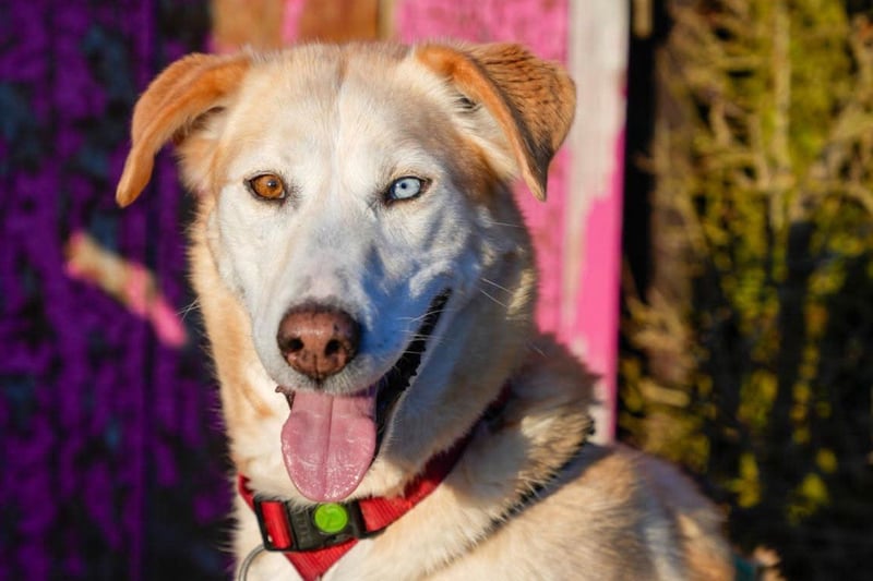 Nala wartet in 09648 Mittweida auf dich!