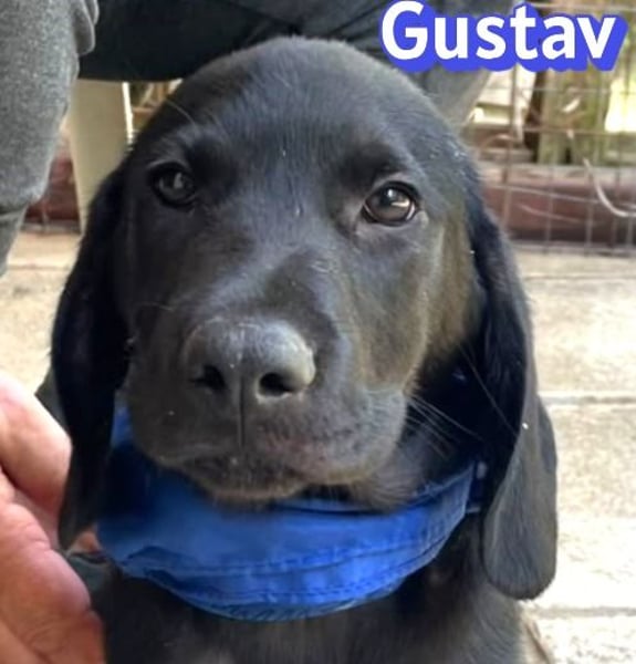 Gustav, 02/26 - Black Beauty sucht Familie