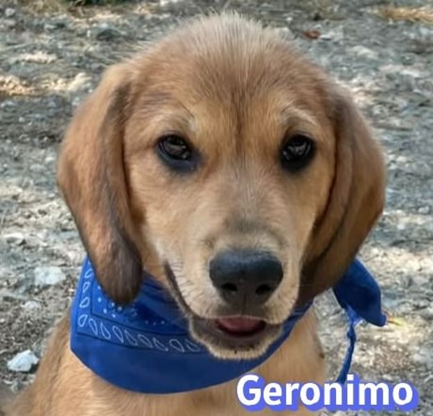 Geronimo, 02/26 - Hübscher Bub hofft auf eine Zukunft