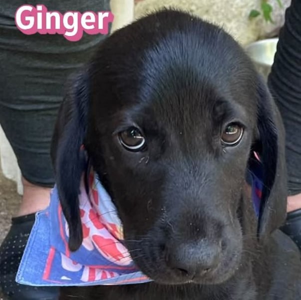 Ginger, 02/26 - Labi-Mix-Mädel sucht ihre Chance