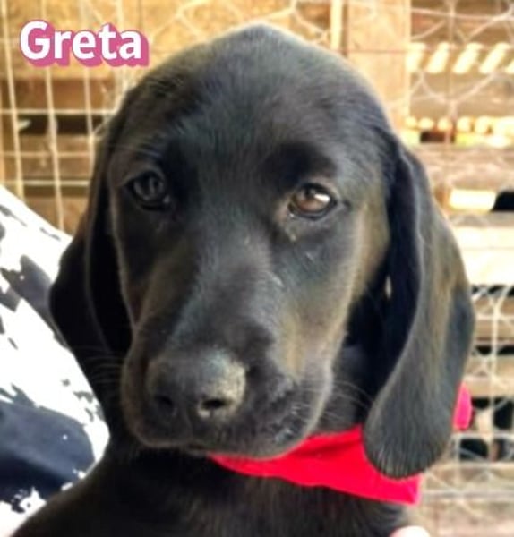 Greta, 02/26 - Lakritznase sucht Familie