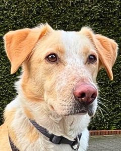 Teddy - Sechs Jahre Treue und nun soll er gehen