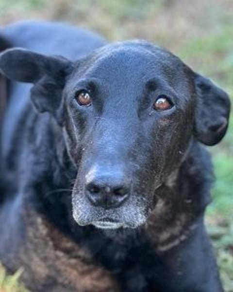 Seb - Wunschzettel für den perfekten Familienhund: 10 von 10 Punkten