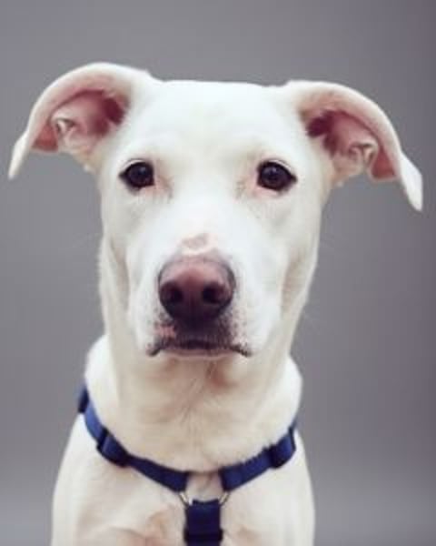 Nola - DRINGEND - Nola sucht bis 04.01. ein Zuhause oder eine Pflegestelle!