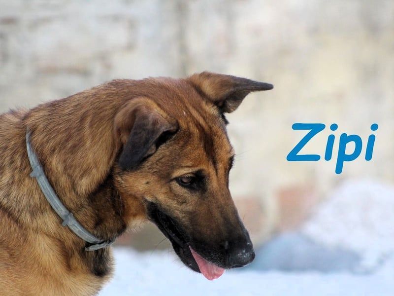 Zipi geb. 09/2021 (in Deutschland) - aufgeschlossener, verspielter und intelligenter Labrador Mix!