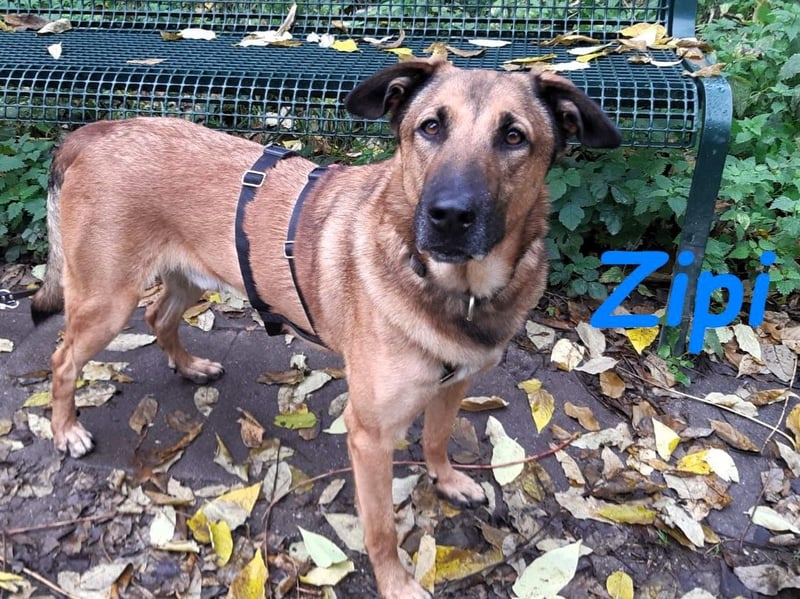 Zipi geb. 09/2021 (in Deutschland) - aufgeschlossener, verspielter und intelligenter Labrador Mix!