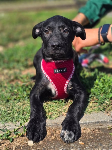 Joy, junges Hundemädchen sucht ein liebevolles Zuhause