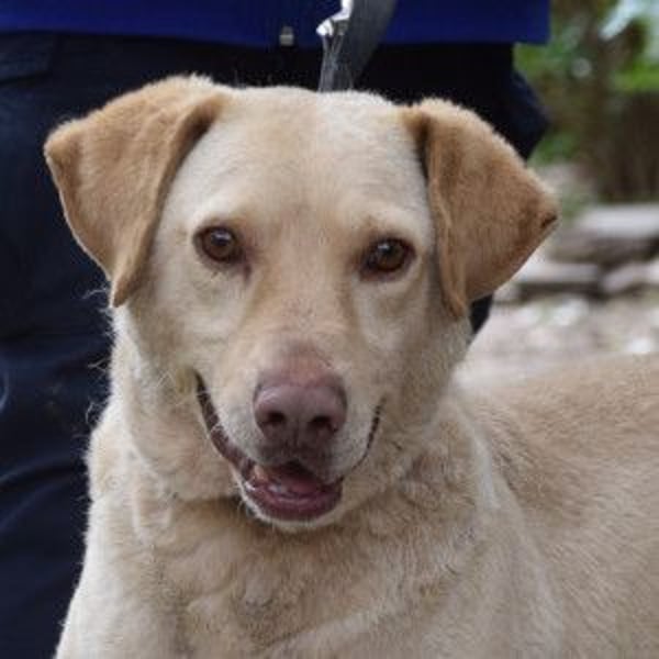 Frodo - freundlicher, liebenswerter Rüde mit zarter Seele