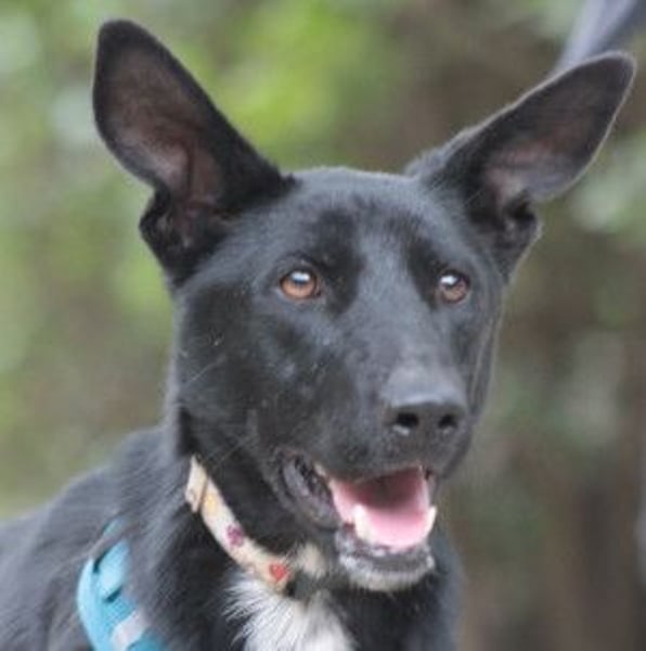 Lindor - charmante, verspielte, verschmuste Labbi Mix Hündin