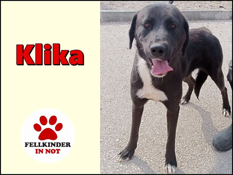 Labrador Mischlings-Hündin Klika sucht eine Familie
