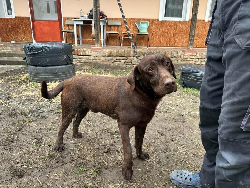Borisz, geboren 22.11.2023, 57cm sucht seinem Herzensmenschen